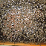 Pest megye méz
